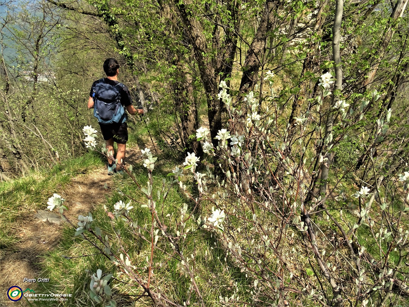 85 Fiori di Pero corvino (Amelanchier ovalis) .JPG